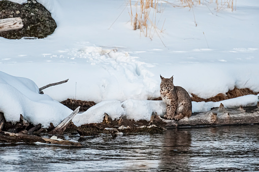 The bobcat (Lynx rufus) is a North American mammal of the cat family Felidae, hunting along the Madison River in Yellowstone NP in the Winter with snow on the ground..