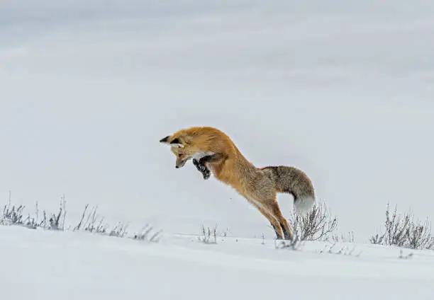 Red Fox, Vulpes vulpes,  in the snow hunting in Yellowstone National Park, WY