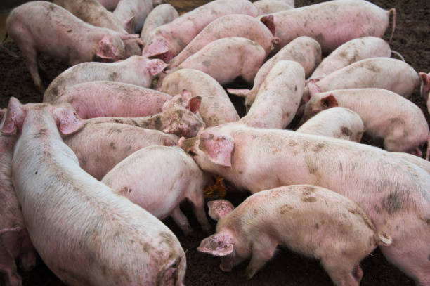 istock Domestic pigs on a farm 1215785956