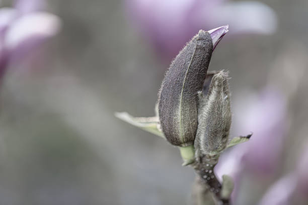 gray magnolia bud on a branch in springtime. beautiful spring flowers. toned image. copy space. - focus on foreground magnolia branch blooming imagens e fotografias de stock