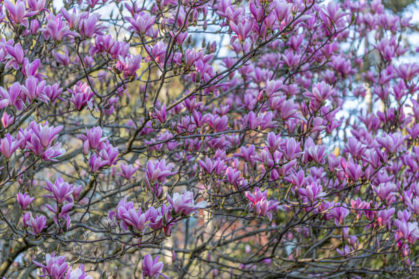 istock Pink magnolias on a branch in springtime. Beautiful spring flowers. Toned image. Copy space. 1215786045