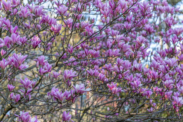 pink magnolias on a branch in springtime. beautiful spring flowers. toned image. copy space. - focus on foreground magnolia branch blooming imagens e fotografias de stock