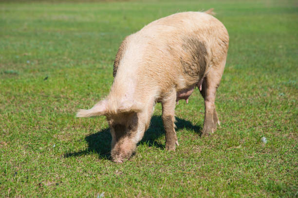 istock Pig farm. Pigs in field 1215786207
