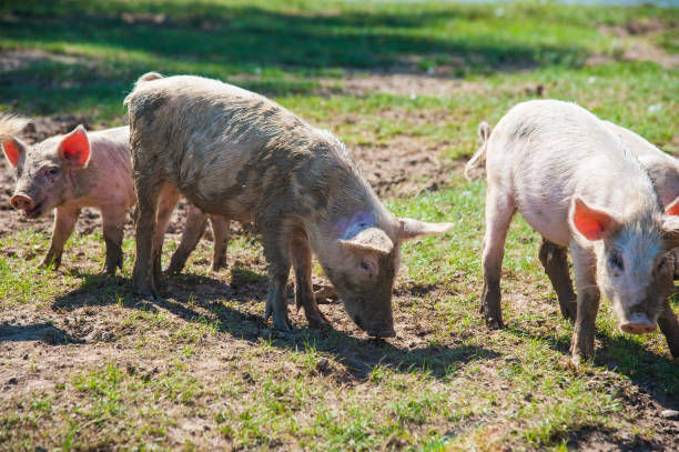 istock Pig farm. Pigs in field 1215786235
