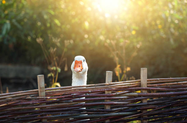 One goose behind farm fence on a sunny day