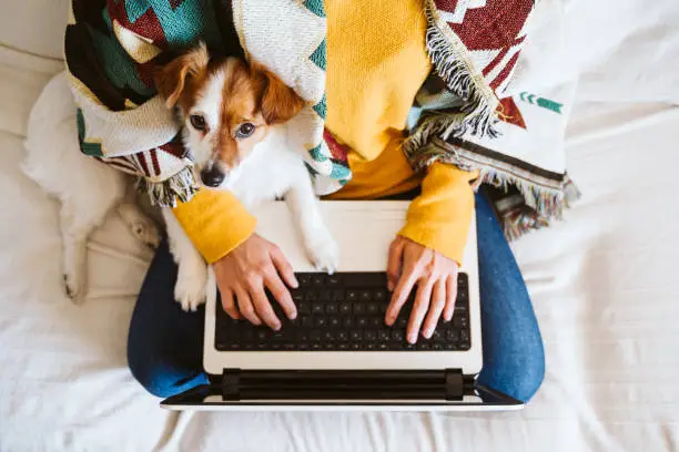 Photo of young woman working on laptop at home, sitting on the couch, wearing protective mask. Cute small dog besides. Stay home concept during coronavirus covid-2019