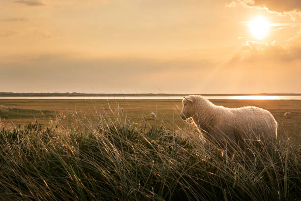 Woolly lamb in marram grass at sunrise, on the coastline of Sylt island, at the North Sea, Germany, Cute baby sheep standing alone in the morning light.