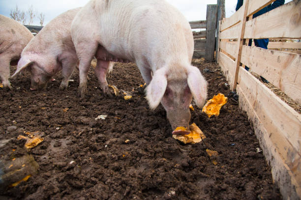 istock Domestic pigs on a farm 1215789145