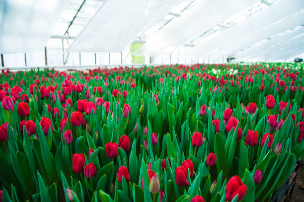 istock Spring scene of tulip field 1215789185