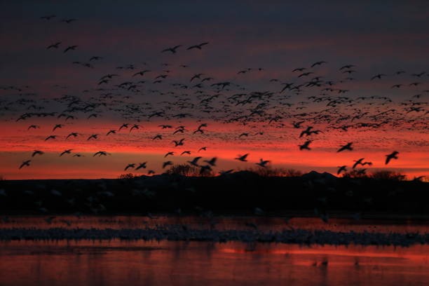 istock Snow geese  Bosque del Apache, New Mexico USA 1215789274