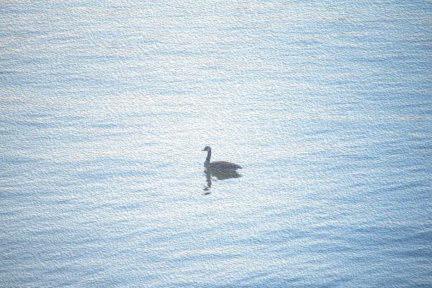Oil painting duck on water blue