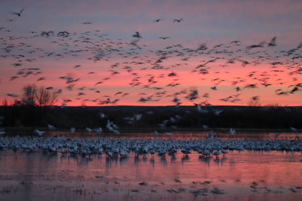 istock Snow geese  Bosque del Apache, New Mexico USA 1215789698