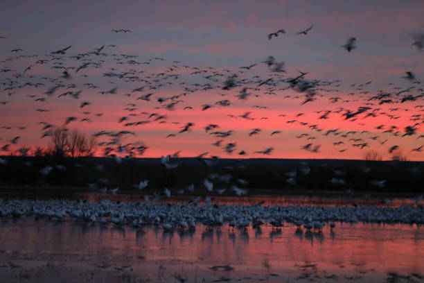 istock Snow geese  Bosque del Apache, New Mexico USA 1215789872
