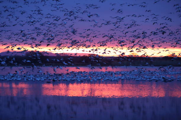 istock Snow geese  Bosque del Apache, New Mexico USA 1215789874