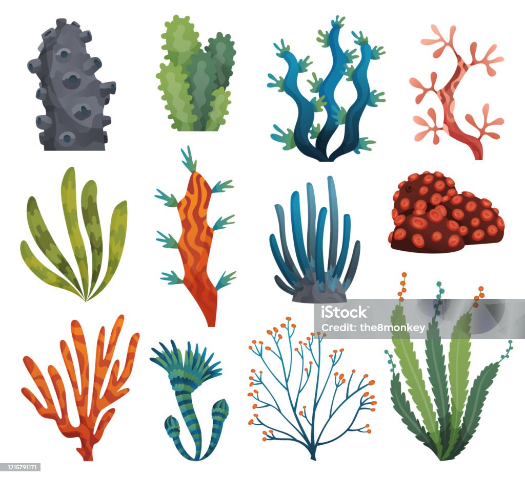 Set Of Watercolor Seaweed And Corals Isolated On White Background ...