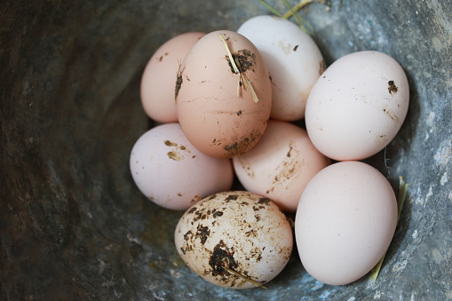 natural organic eggs