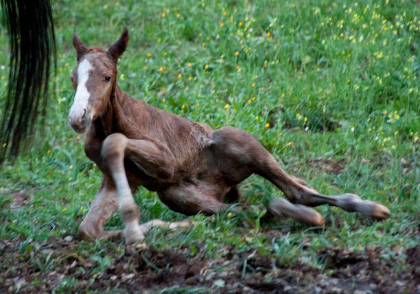 istock Birth of a foal 1215792122