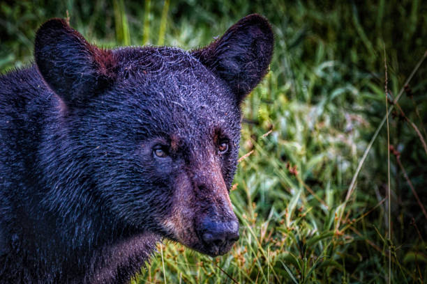 istock Bear in the Morning Dew 1215792165