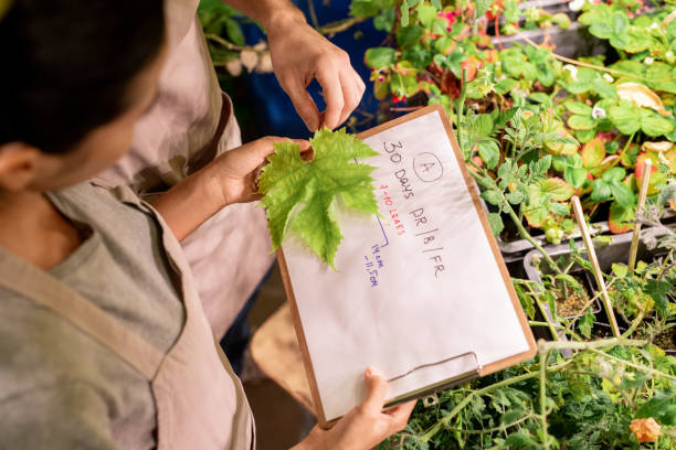 istock Examining size of leaf in plant nursery 1215792515
