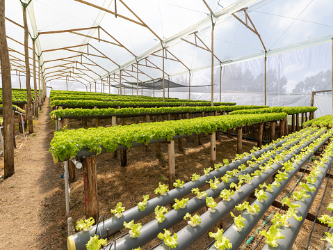 Hydroponic crop of lettuce with plants in two stages at a greenhouse - agriculture concepts