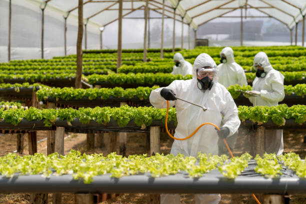 istock Horticulturalists working on a hydroponic lettuce crop at a greenhouse 1215793497