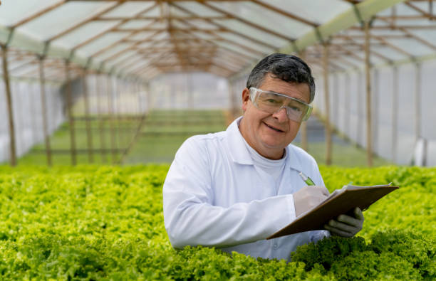 istock Happy Latin American horticulturalist working at a hydroponic lettuce crop 1215793543