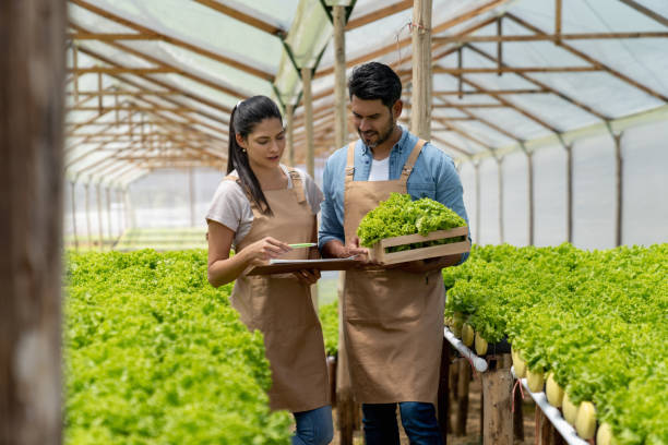 istock Rural workers harvesting lettuce at a greenhouse 1215793571