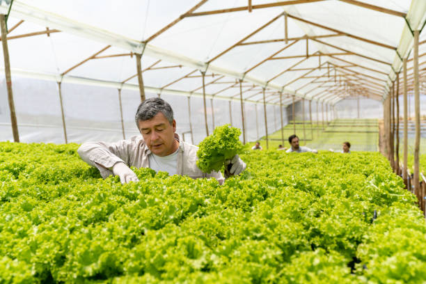 istock Latin American man working at a lettuce crop 1215793582