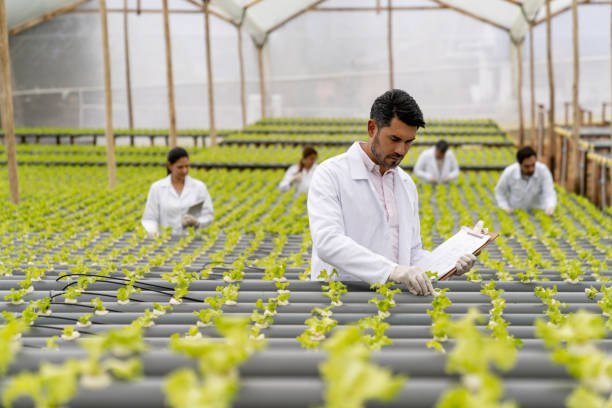 istock Horticulturalists working at a greenhouse growing a hydroponic lettuce crop 1215793616