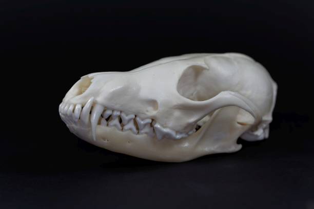 istock Skull of a red fox, Vulpes vulpes 1215793941