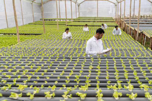 istock Agronomists working at a hydroponic lettuce crop 1215797150