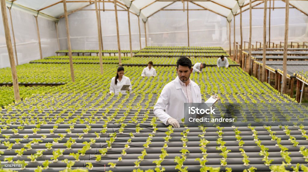 Workers working at a hydroponic lettuce crop Team of Latin American workers working at a hydroponic lettuce crop â horticulture concepts Sustainable Lifestyle Stock Photo