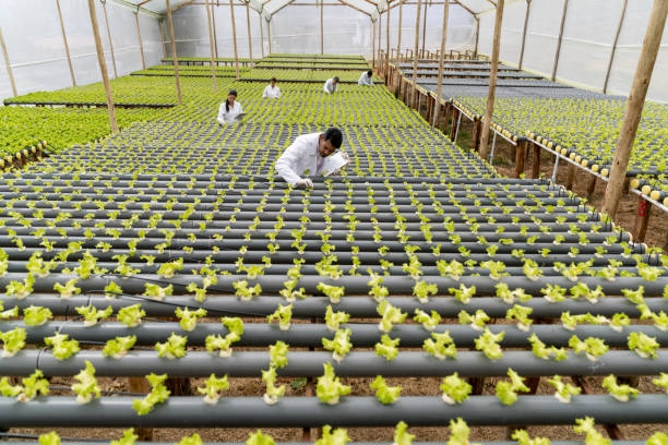 istock Group of rural workers working at a hydroponic lettuce crop 1215797156