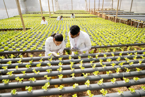 Horticulturalists checking the growth of lettuce at a hydroponic crop