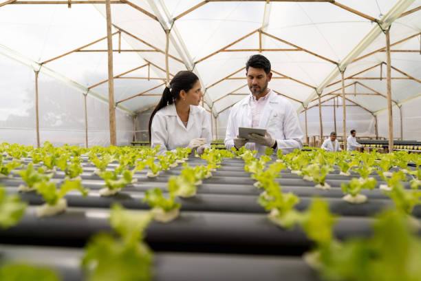 istock Horticulturalists working at a hydroponic lettuce crop 1215797160