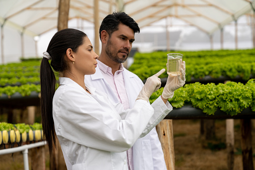 Scientists looking at a water sample at a hydroponic lettuce crop - horticulture concepts