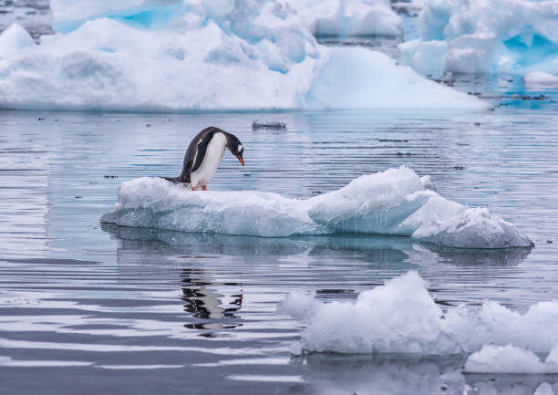 istock Gentoo Penguin self-isolating on an iceberg in Antarctica 1215798433