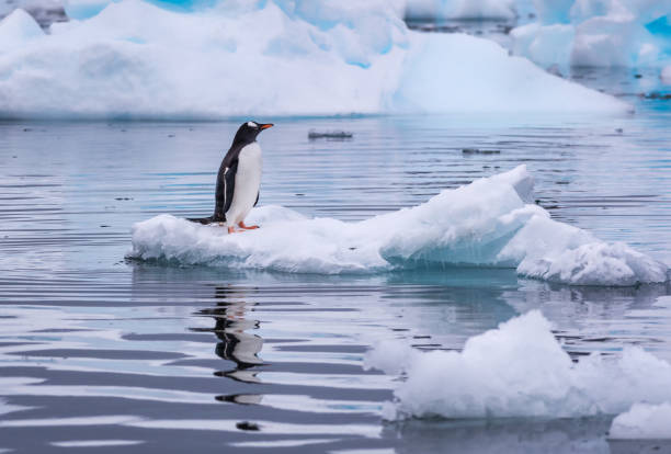 Gentoo Penguin self-isolating on an iceberg in Antarctica Gentoo Penguin standing alone and self-isolating on a small iceberg floating in the sea off the coast of Cuverville Island, Antarctica gentoo penguin photos stock pictures, royalty-free photos & images