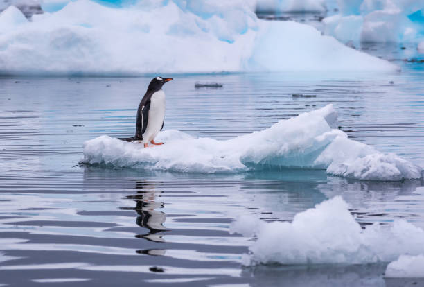 pinguim gentoo se isola em um iceberg na antártida - gentoo penguin - fotografias e filmes do acervo