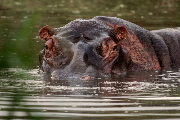 istock Hippopotamus lurks in the Mara River 1215798854
