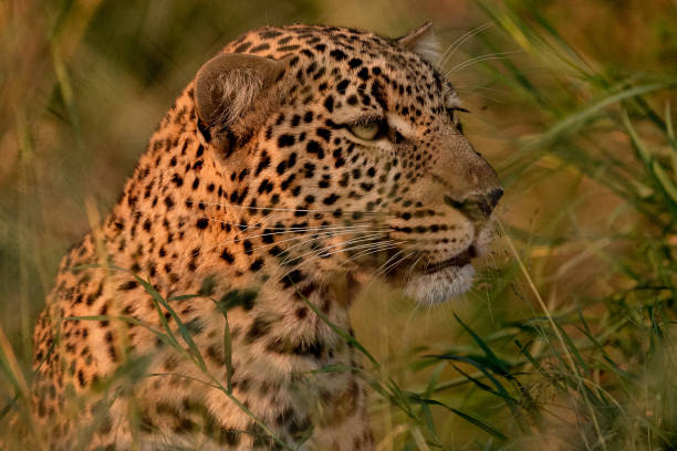 A female African leopard (Panthera pardus pardus) on a log searching for prey. Wildlife shot Moremi wildlife reserve, Okavango Delta, Botswana.