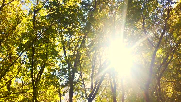 autumn sunshine trees