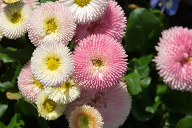 Top view at bellis perennis in pink and white in full bloom