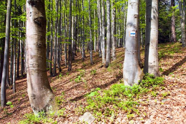 istock springtime view from european beech wood 1215802632