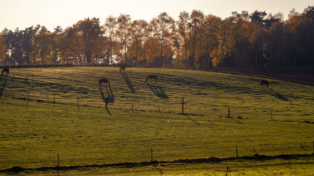 istock The horses with long shadows on the pasture 1215805090
