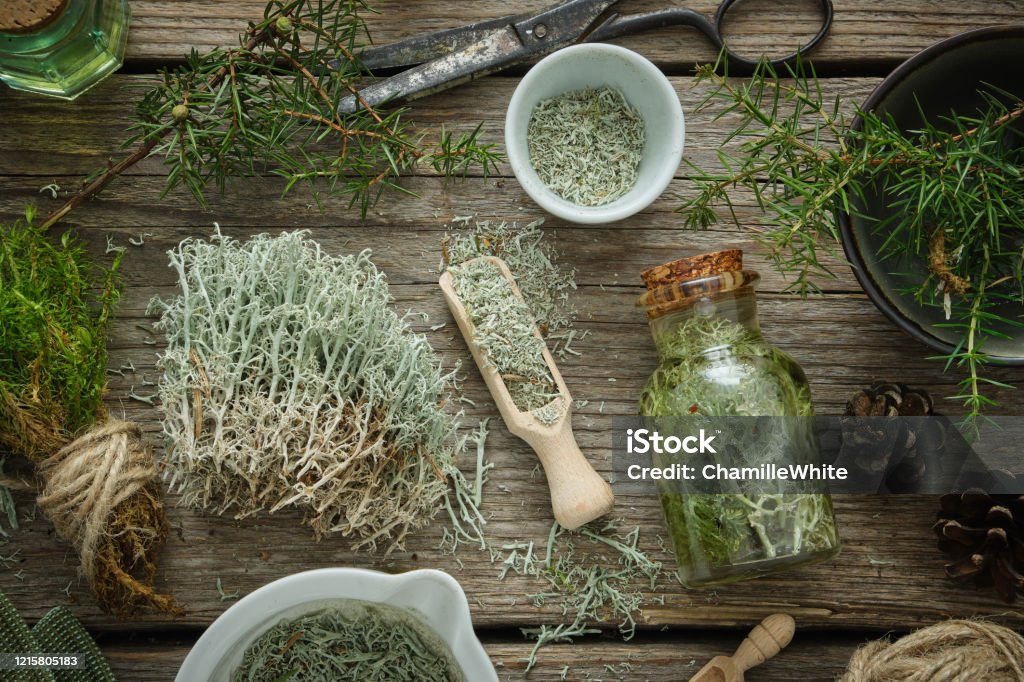 Healthy Tincture Of Moss Mortar Of Dried Moss Lichen And Juniper Plants On  Wooden Board Herbal Medicine Stock Photo - Download Image Now - iStock