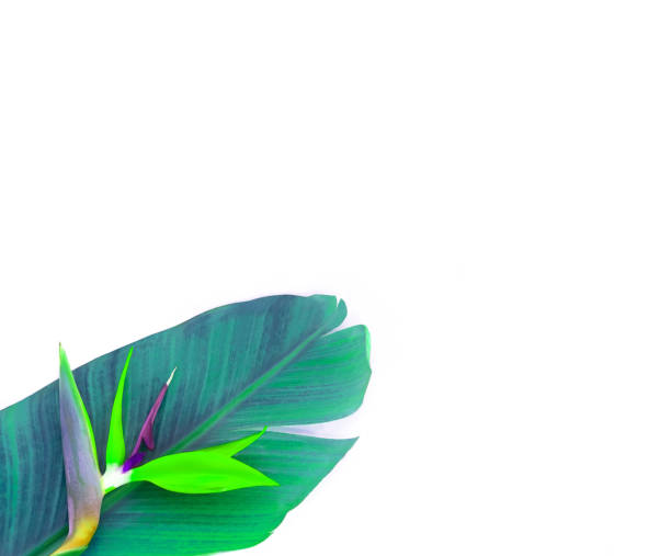 istock Tropical leaf and flower isolated on white. Empty space for writting a text. 1215805372