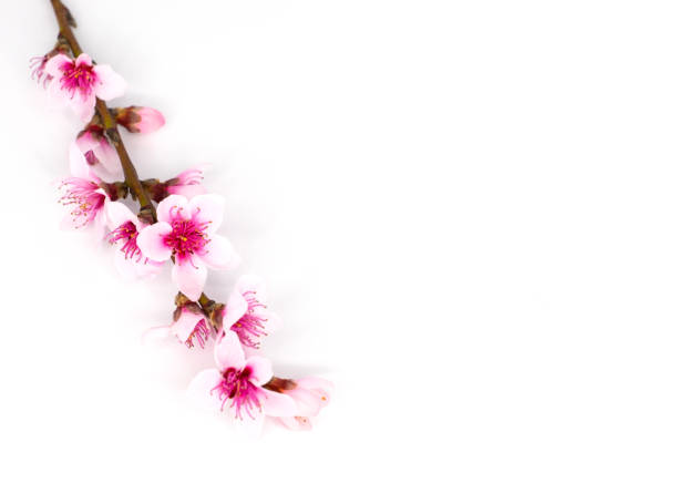 istock Floral branch with blooming almonds. Isolated on white. 1215805385