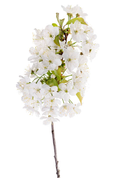 istock Beautiful blossom of cherry 1215806124
