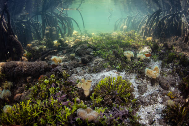 istock Underwater Scenery in Beautiful Mangrove Forest 1215811717